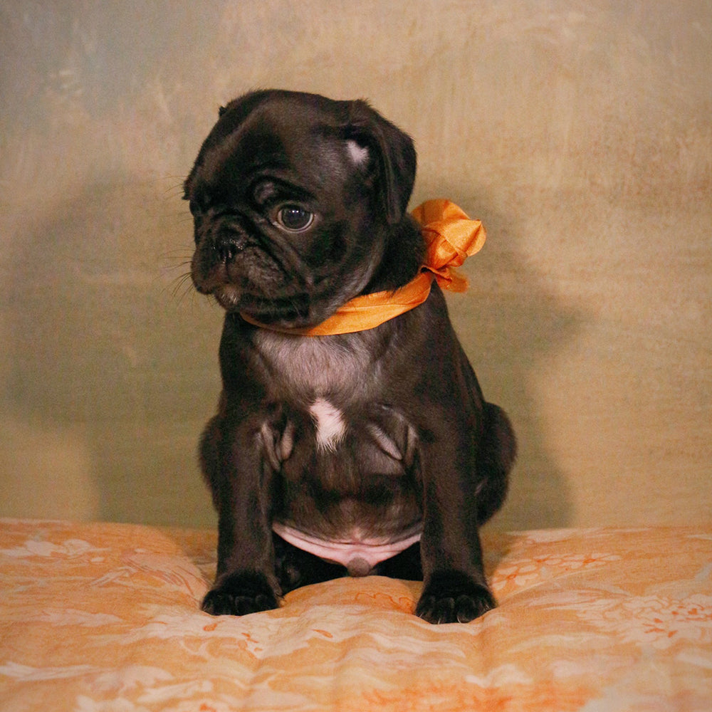 We Have Pug Puppies!